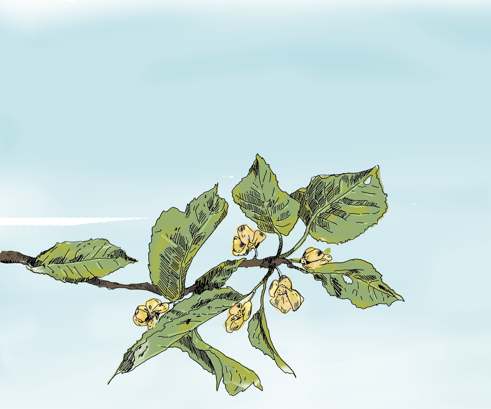 Stage Été 1
