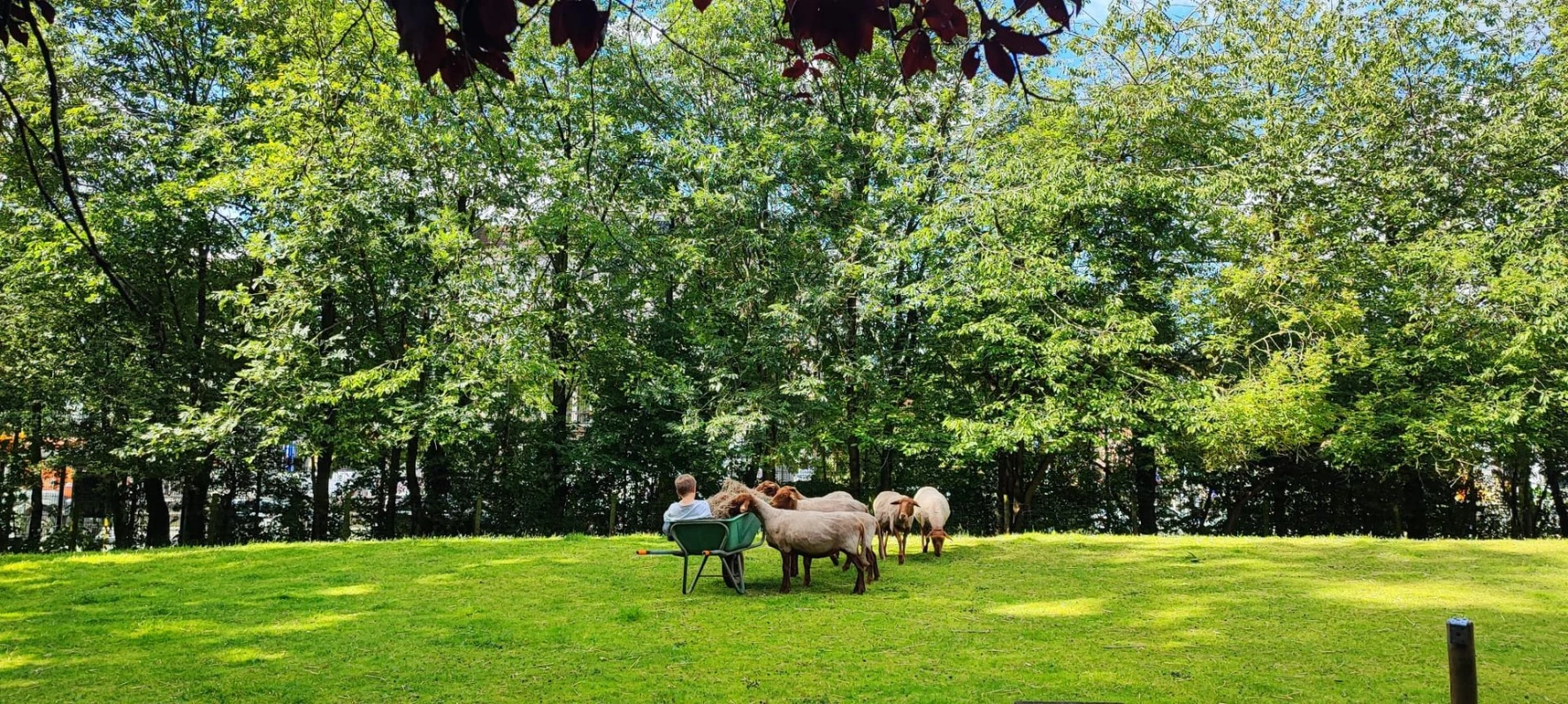 Moutons dans le Parc Maximilien